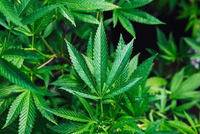 grow Shop a las Tiendas CBD