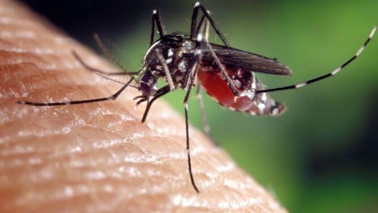 Mosquitos