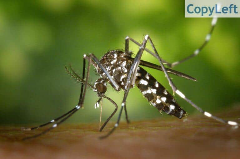 ¿Es posible un mundo sin mosquitos?