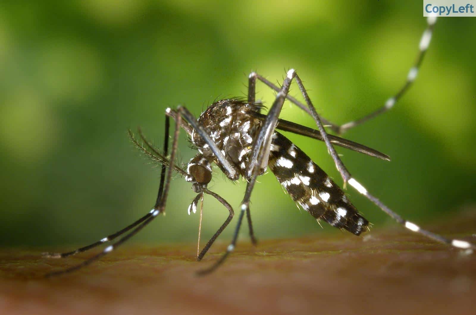 ¿Es posible un mundo sin mosquitos?